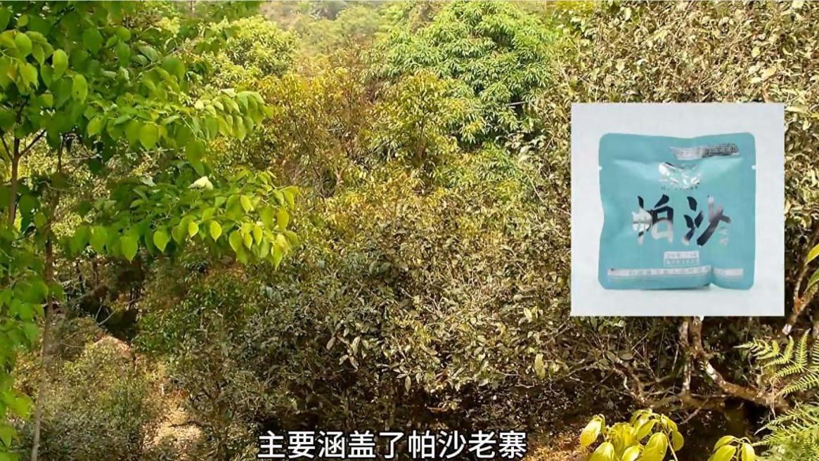 帕沙普洱茶是哪个山头