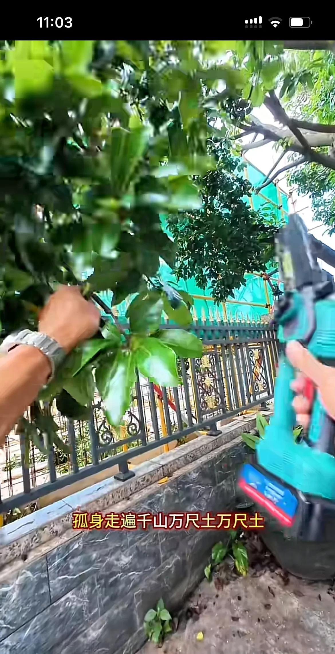 既然给邻居钱，就等于把树买了，应该把树连根彻底清除掉，不然像这样简单的修理树枝，