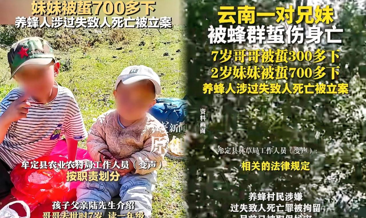太痛心了
云南牟定的悲剧
7岁哥哥和2岁妹妹被
马蜂蜇死，已经火化，父母在外打工