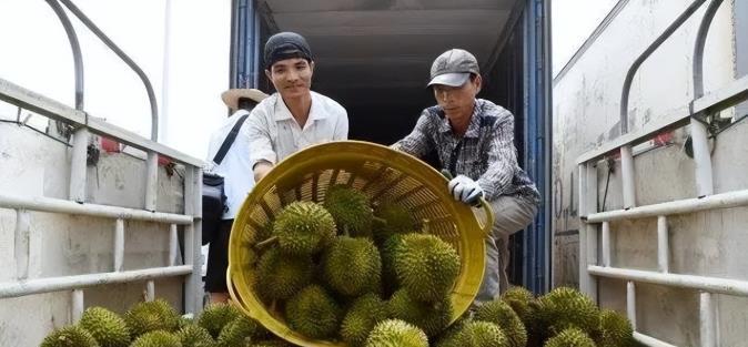 失去中国市场后，大量水果烂地里卖不出去，现在开始后悔得罪中国。越南那批榴莲真的是