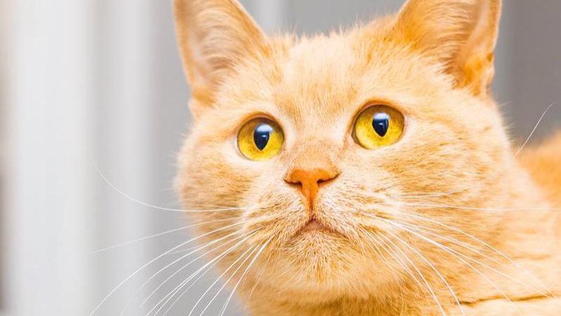 猫传腹是一种什么病能治疗么？
