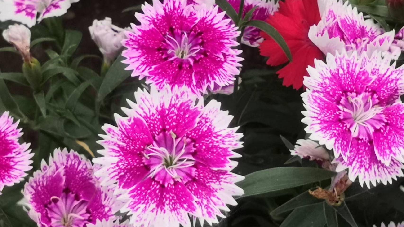 为你朝思暮想，你日夜住在我的心房