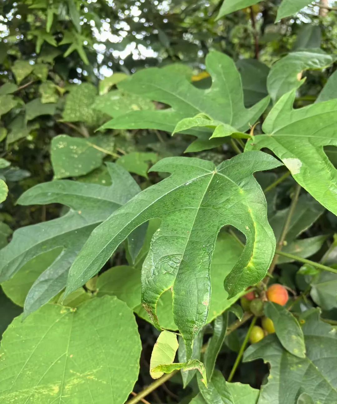 今早晨运爬山看到的，谁认识这叫什么？其果能吃吗？