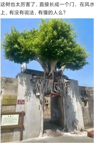 有懂的人吗？这有啥说法？