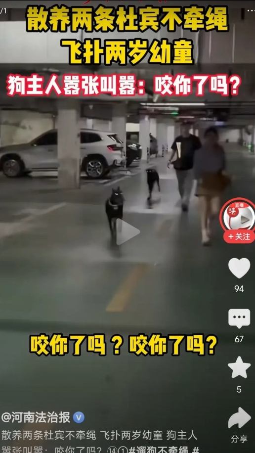 两条杜宾烈性犬直扑2岁小朋友而去！狗爸狗妈还在叫嚣质问“咬到了吗？”。
这种烈性