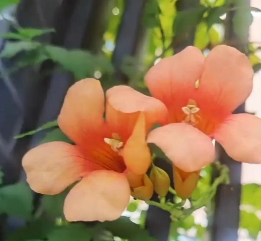 #分享一张随手拍的花#