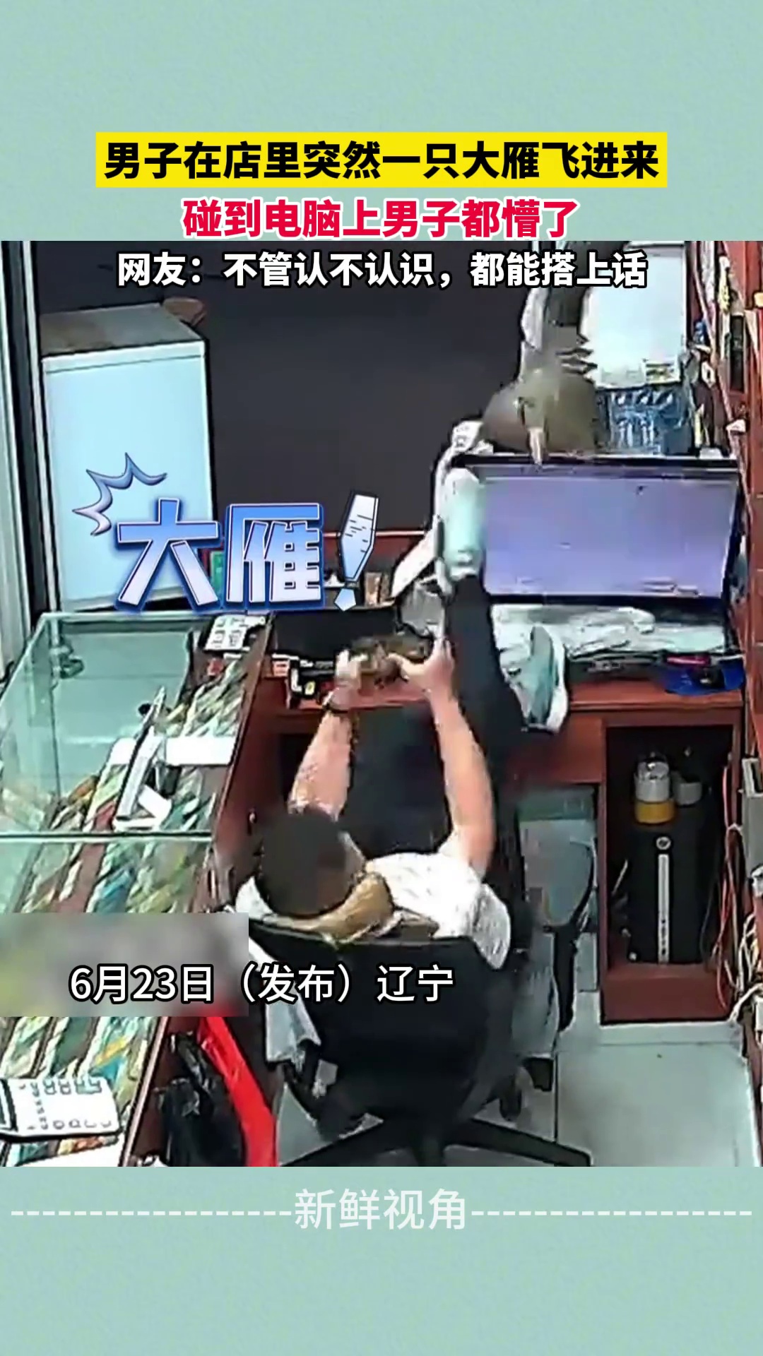 男子在店里突然一只大雁飞进来 碰到电脑上男子都懵了