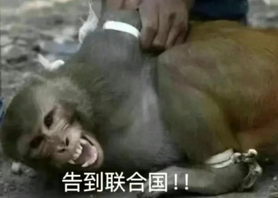 伊朗跟小丑一样，居然与以色列在联合国大吵，互相痛骂对方为全球危险因素。我说伊子，