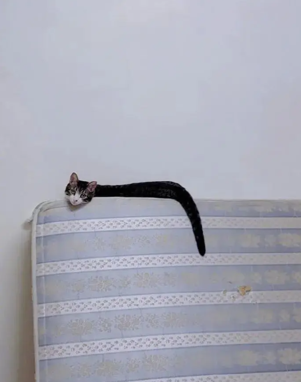 猫头鹰见多了
那么猫头蛇你见过没？