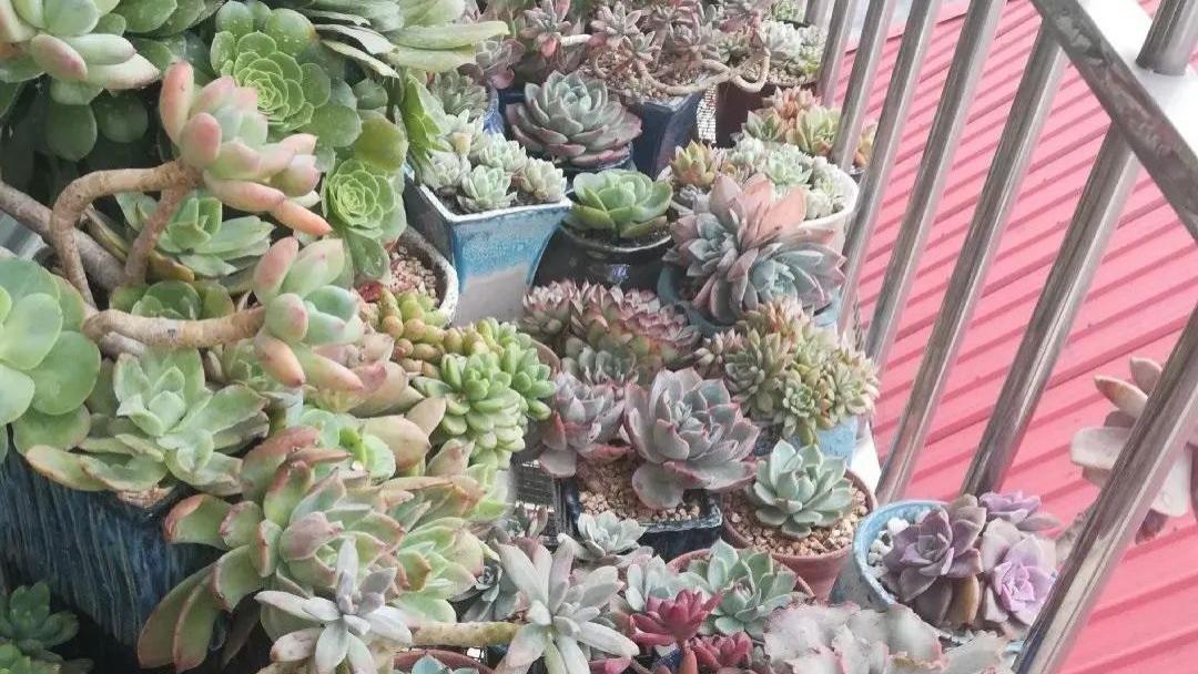 忙碌工作之外，阳台方寸之间，多肉给我的惬意时光