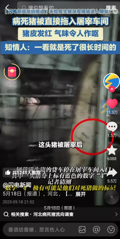 暗访河北屠宰场，病死猪屠宰乱象曝光