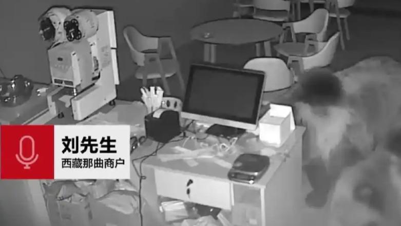 熊的奶茶店奇遇记：当人类地盘成为野生动物食堂
