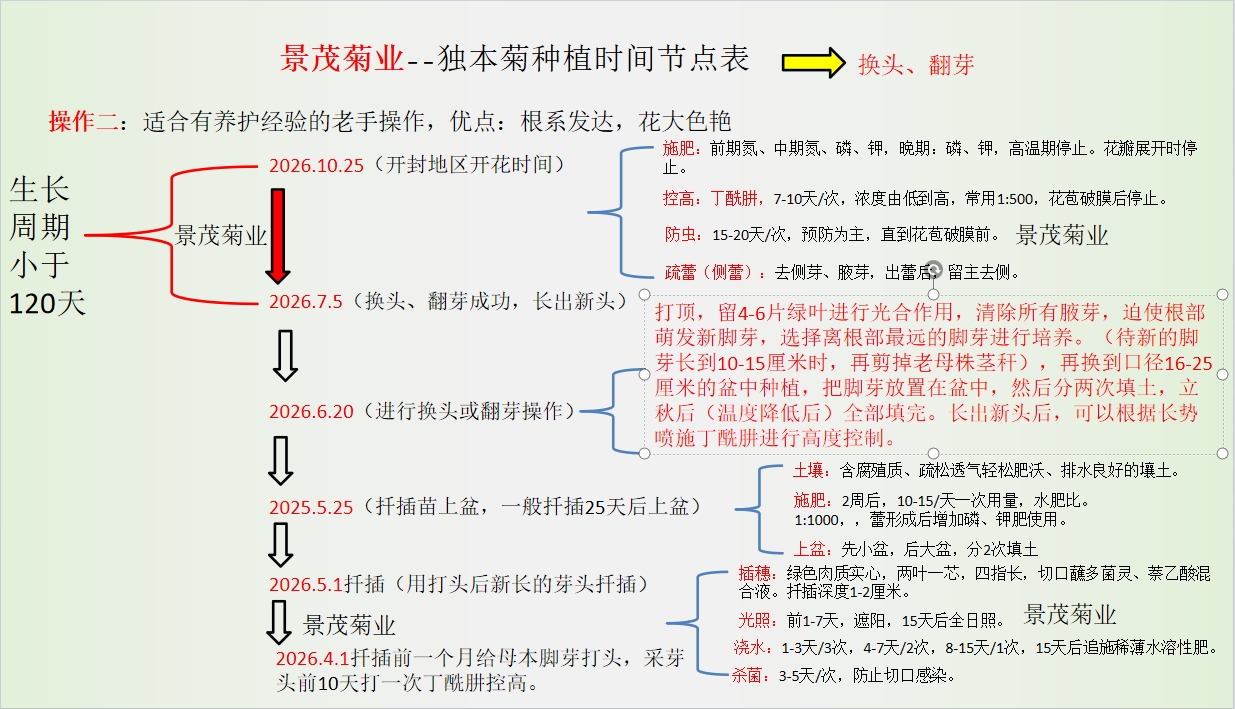 独本菊种植时间节点表（换头、翻芽）