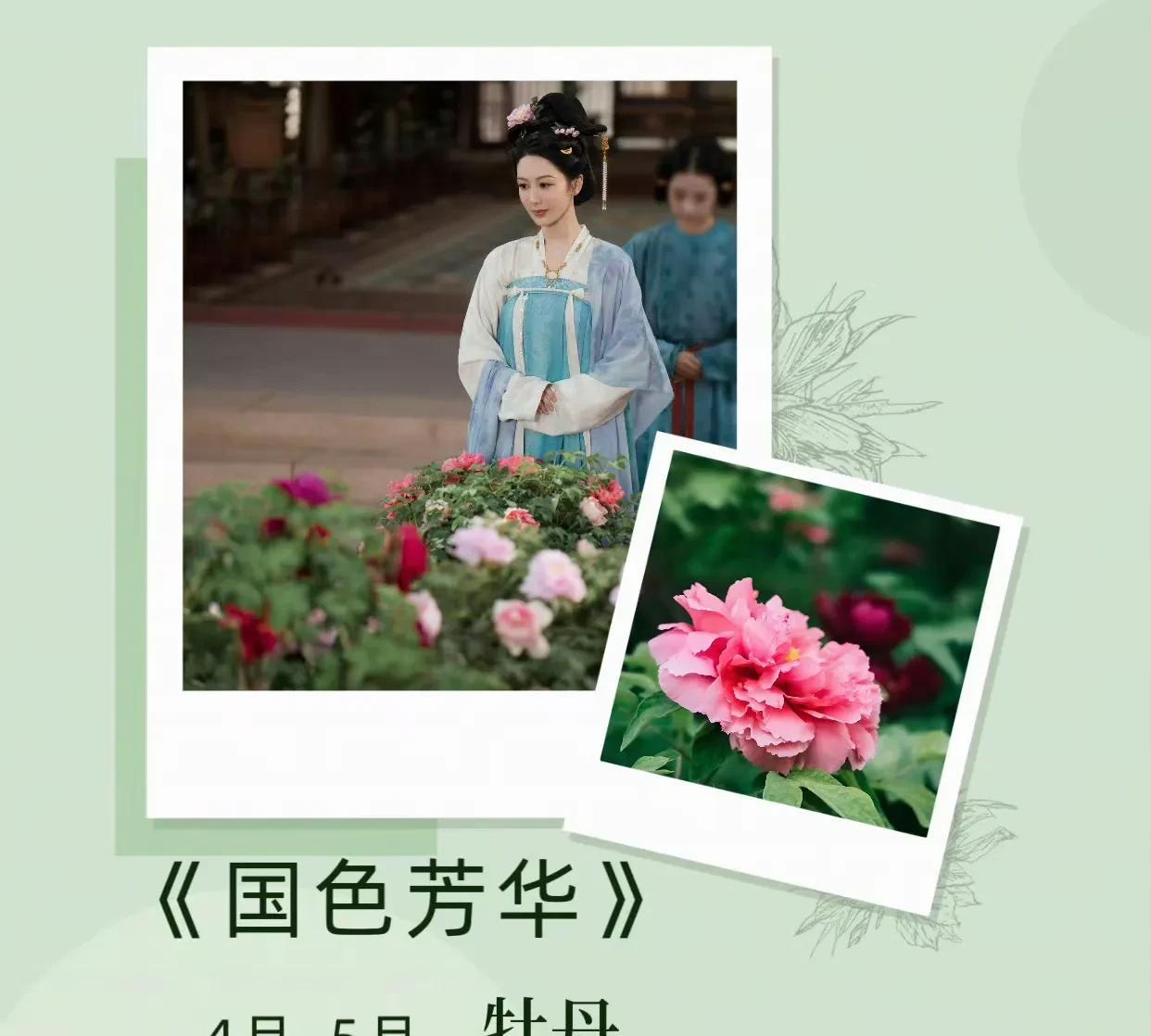 听说牡丹花要开了啊？4-5月花开之时我们能够看到何惟芳吗？
所以《国色芳华》第二