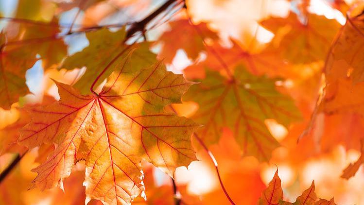 太子殿下快回京不然国家要亡啦秦明《太子殿下快回京，不然国家要亡啦》秦明漠然站在金銮殿上，回响在耳边的