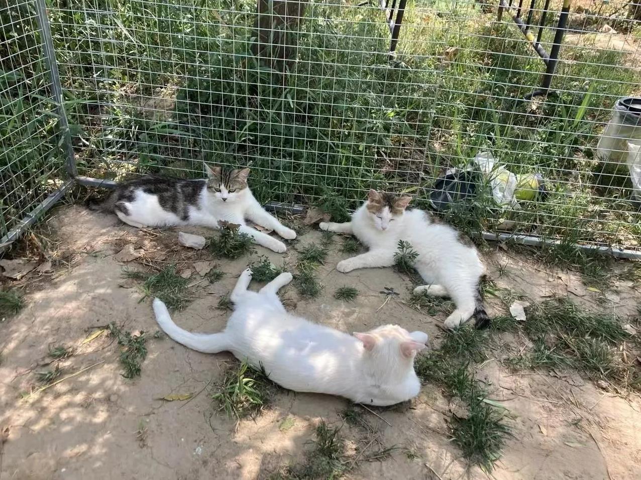 #拍一张你家猫的照片#这不是我家的猫，但却是我喂养的流浪猫。
因为养猫，才发觉猫