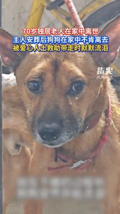 “忠犬八公”照进现实！重庆一栋家属楼里，一只骨瘦如柴的狗狗走进了大家的视野，可是
