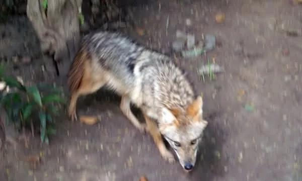 7月30日，越南奠边省野生狼狗猎食了附近村民的牲畜，并对附近的那贡村，山通村，欣