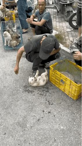 小狗狂躁咬人，是天性凶悍还是命运使然？
街头这只小狗摔在地上，竟张牙舞爪狂咬人！