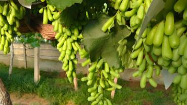 警惕！国内“晴王”葡萄100%假冒，揭秘虚假宣传套路