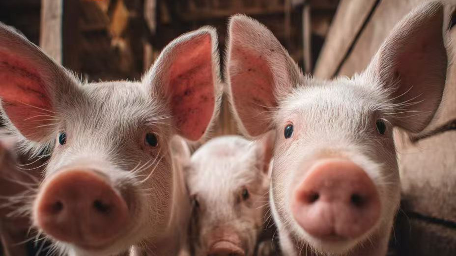 2025年5月24日的12生肖运势