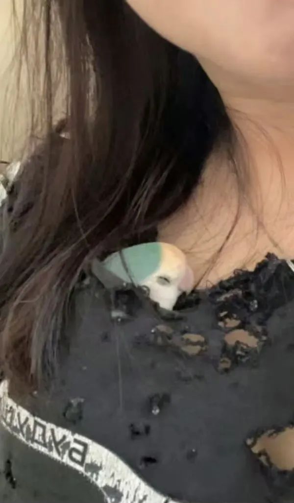 养鸟吧，一养一个不吱声