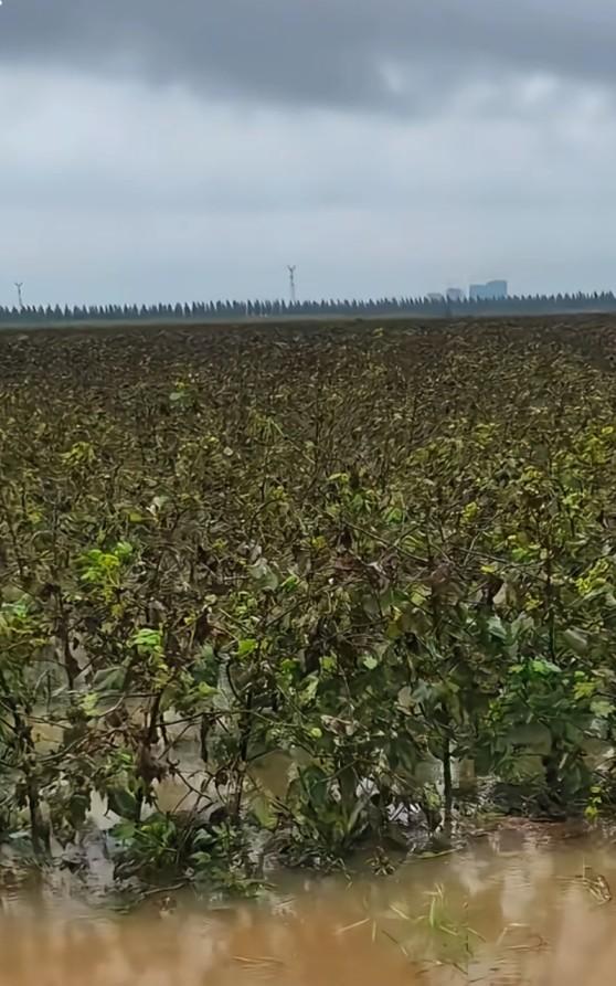 除了下雨就是下雨，
什么时候才能晴天呢？
我感觉今年秋天的雨水太多了。
你看节假