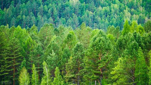 格拉辛纸袋glassine paper bags多规格40g60g80g防油防潮防静电袋