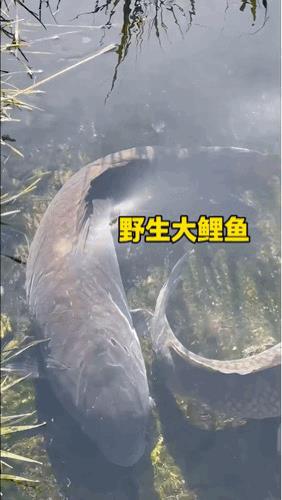 好肥的鱼啊[星星眼]