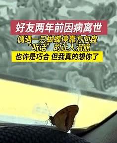 “泪目了！”辽宁，战友2年前就已病逝，就在3天前，男子偶遇一只蝴蝶，他抱着试试看