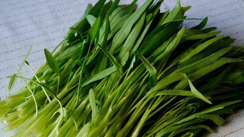 空心菜的种植指南：全生命周期的关键要素解析