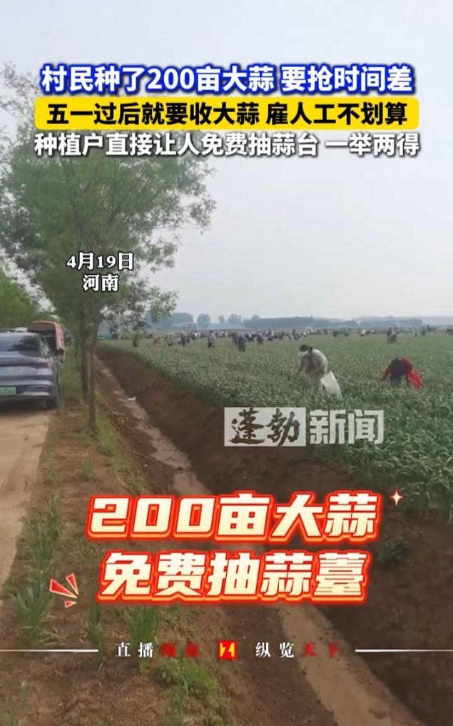 “人怎么能这么聪明！”4月19日，河南，一农民种了200亩大蒜，因为招工人抽蒜薹