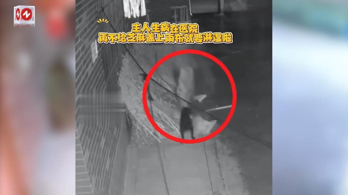 “万物皆有灵！”9月5日，安徽阜阳，一位老太因为患上了尿毒症而在医院的ICU抢救