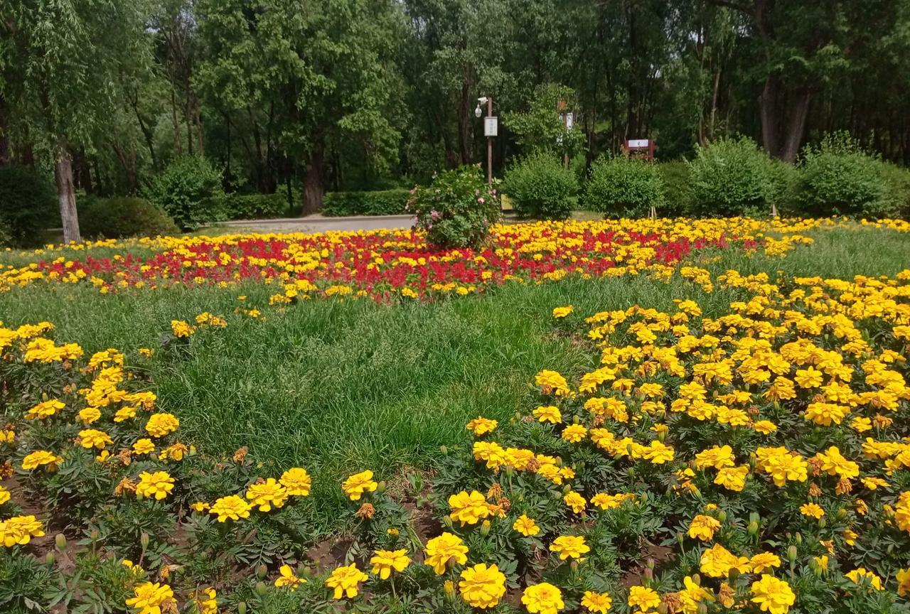 盛夏的南湖公园鲜花绽放，绿树成荫，湖面碧波荡漾。这里是您避暑，户外郊游的绝佳之地
