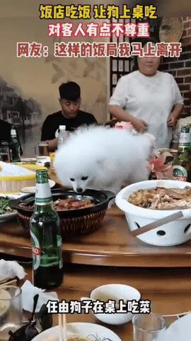 狗吃过的饭菜，人还怎么吃？
一人请客，在饭店点了一大桌子菜，人还没有开吃，一只白