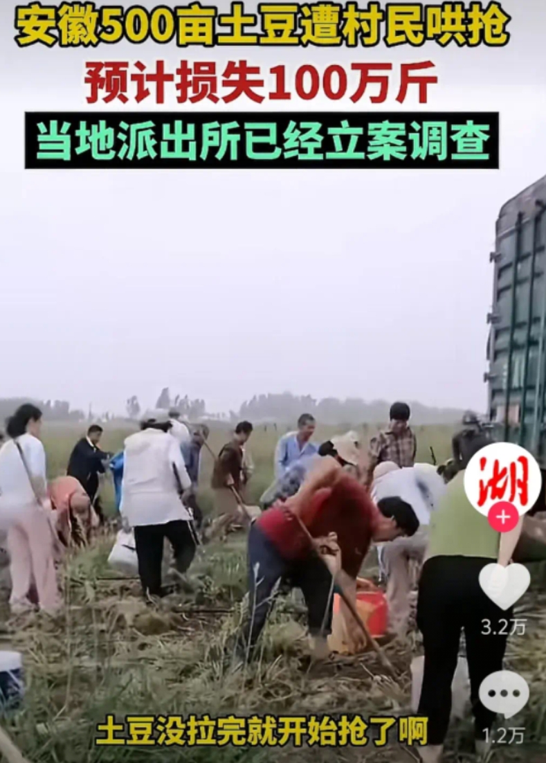 100万斤土豆被抢后续，种植户曾先生才是最绝望的：自己辛苦种的土豆不仅被偷了，而