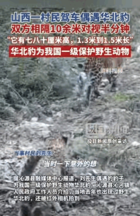 “胆子不一般的大！”山西沁源，一男子回家途中，偶遇一只华北豹，他立即将车子停下来