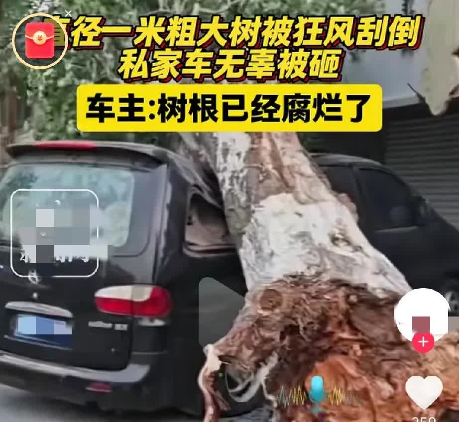 呼和浩特，大风吹倒大树，把一辆车砸扁了，这到底是风的过，还是树的错，就想知道，这