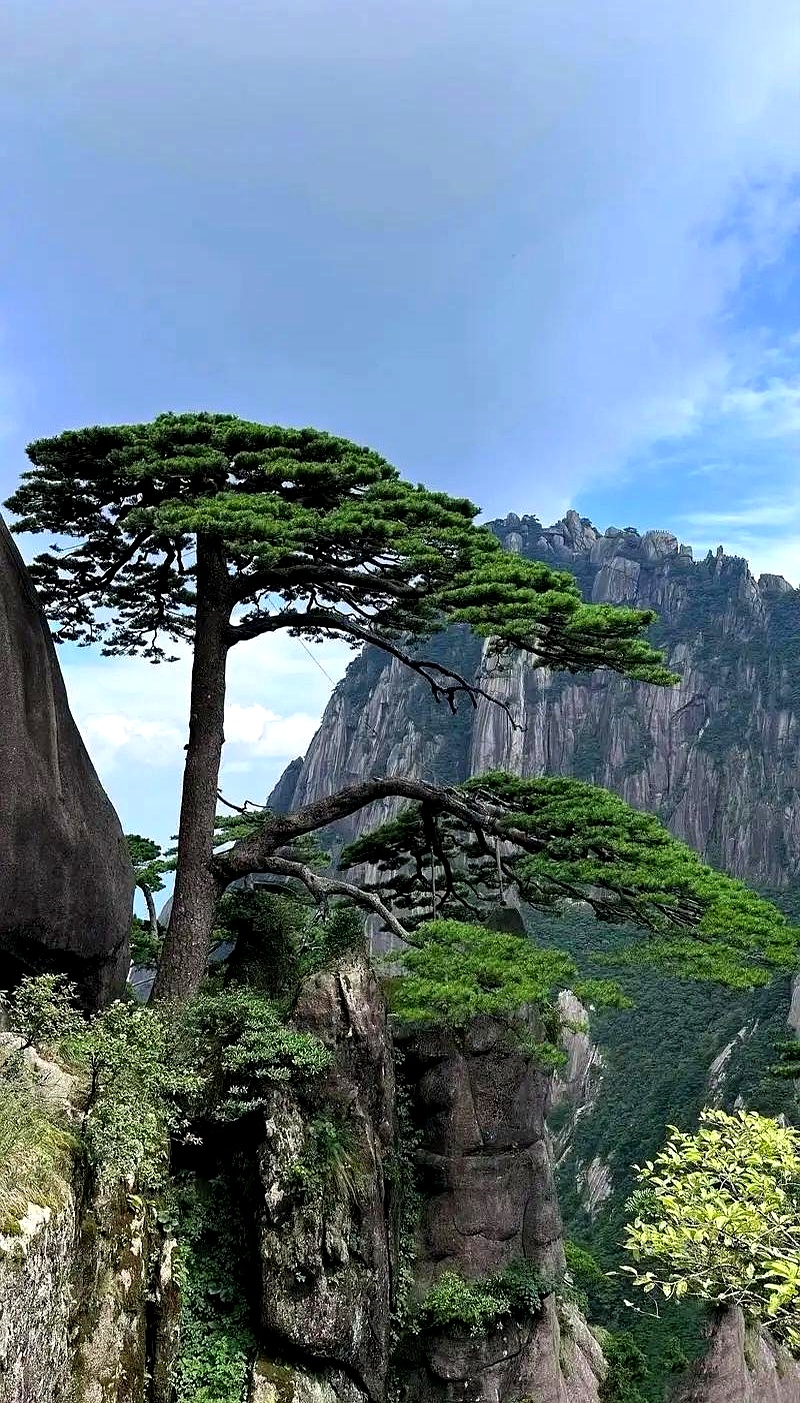年轻人真会玩！音乐节蹦完迪，凌晨杀向黄山？这体力，不服不行。索道直插云霄，晨雾像