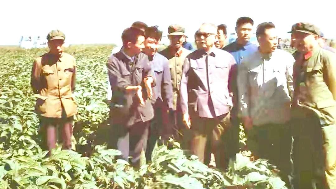 1978年8月的黑龙江，李先念副总理和李德生将军踩着泥地，在友谊农场田间，豆秧苗