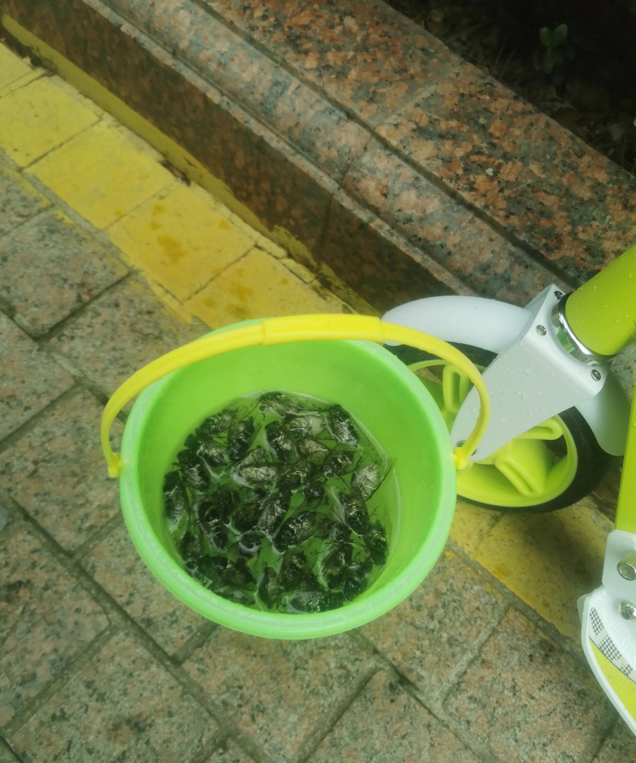 今天早上看见马路边，一个老人带着个六七岁孩子，用网兜抓知了，我走过去看一下，一个