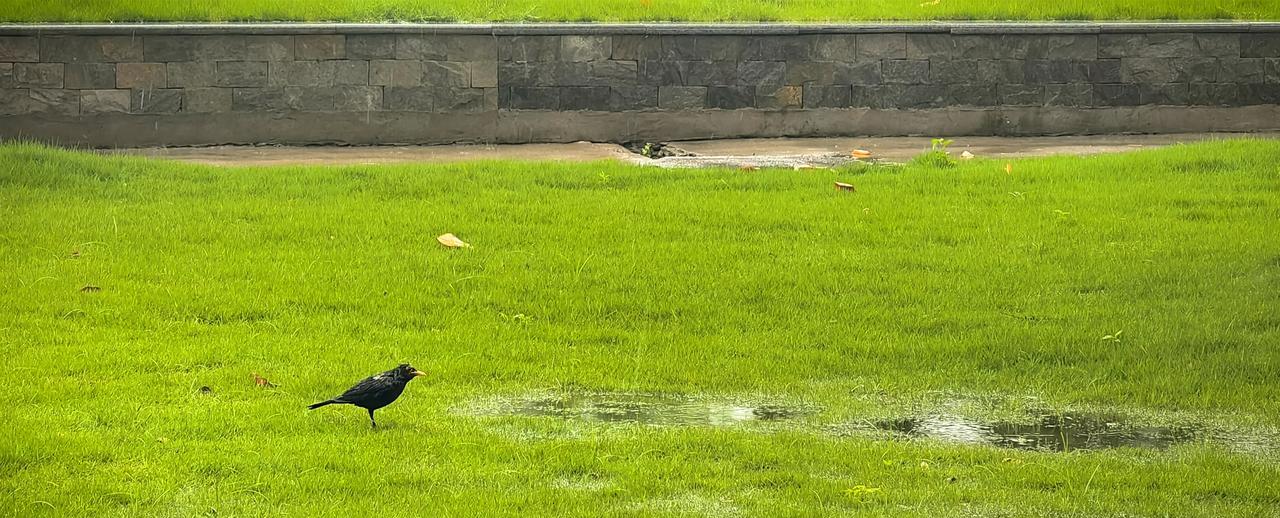 这大雨下个不停，已经连续两天了，而草地上，还有鸟儿在觅食呢，感觉已经成了落汤鸟。