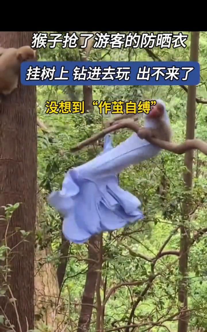 猴子抢了游客的防晒衣，挂树上钻进去玩出不来了，没想到