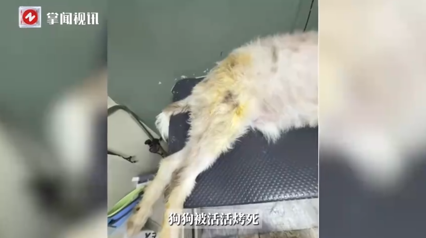 悲剧还是发生了！7月21日，福建漳州，一女子将自己养的狗送到宠物店里洗澡，洗完后