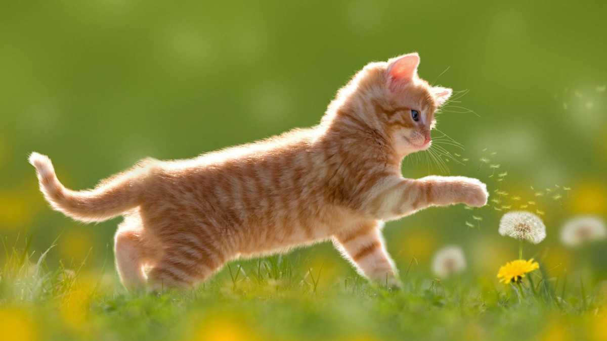 优质猫粮的品牌有哪些？2025热门猫粮推荐盘点