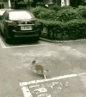 汤姆和杰瑞，又玩上了老鼠捉猫的游戏。