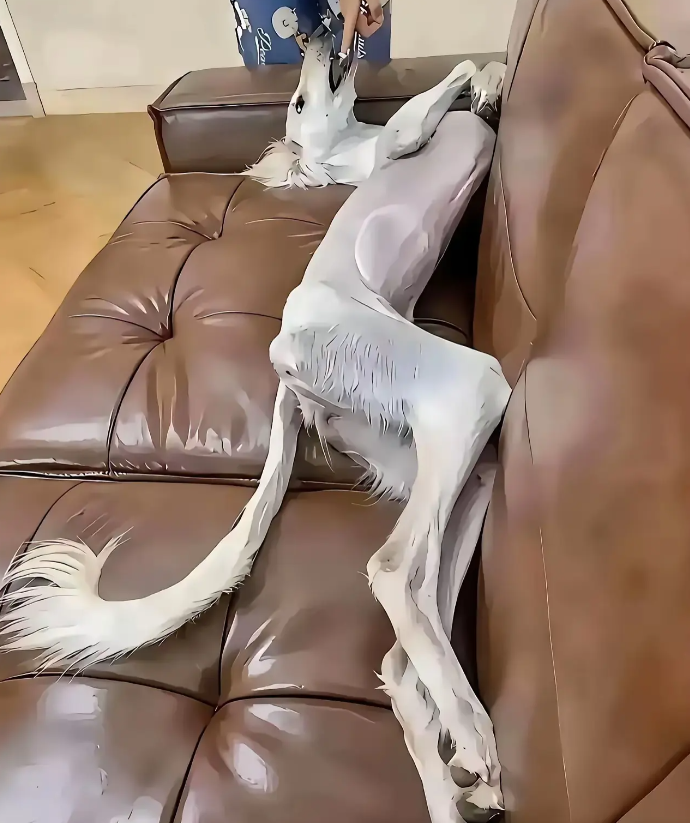 去旅游不带狗狗的后果。