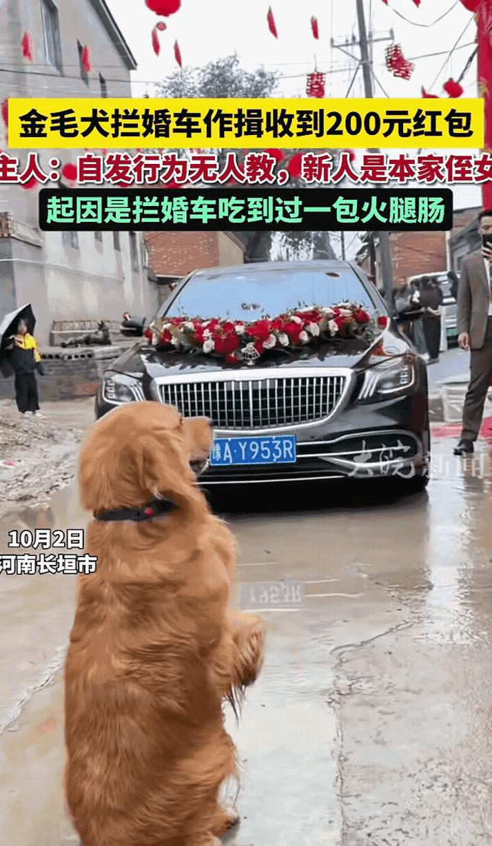 10月2号，河南长恒市邵先生本家侄女结婚，当新郎来迎亲，新娘上车准备离开时，邵先
