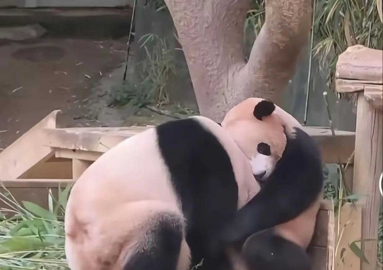 转眼间，两小只已经开始慢慢适应了。即使妈妈没有在身边，姐妹俩相互陪伴，也不孤单。