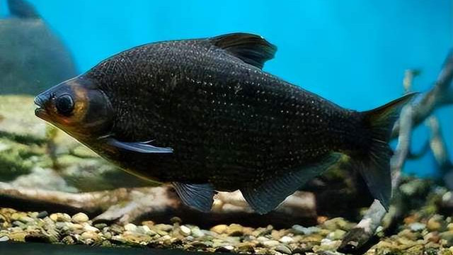 武昌鱼: “才饮长沙水，又食武昌鱼”, 论武昌鱼刺多不多